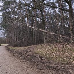 Umgestürzter Baum am Waldrand